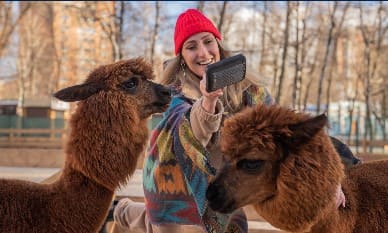 Фото: Парк альпак Пача Мама в Казани